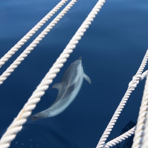 Dauphin bleu et blanc